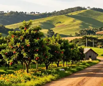 Fruticultura Hoçoya: O Encanto da Produção Rural em Mogi das Cruzes